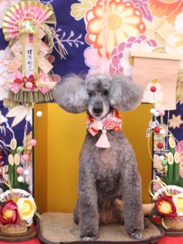 20240107さくらちゃん